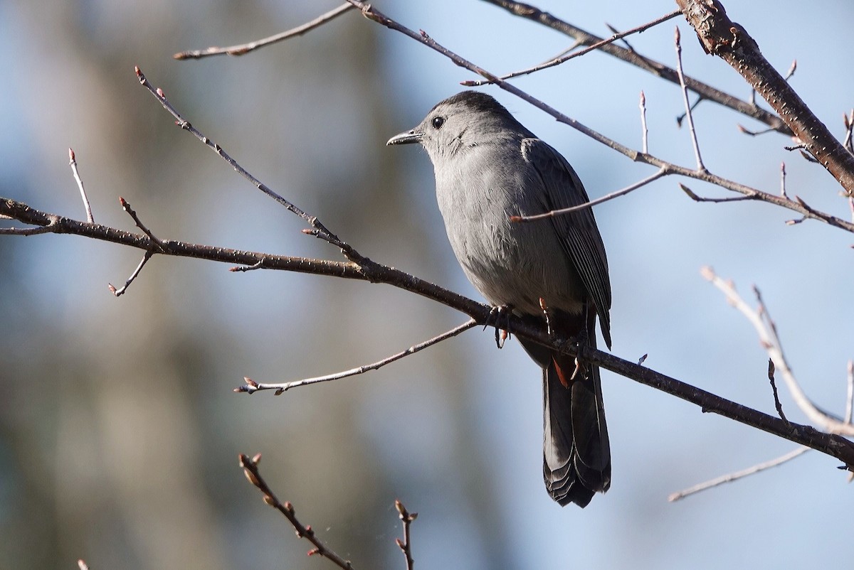 Gray Catbird - ML414812091