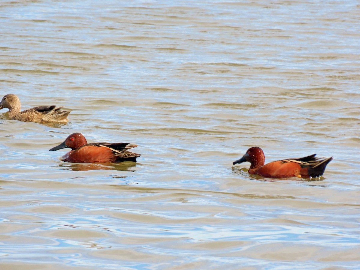 Cinnamon Teal - ML414812261