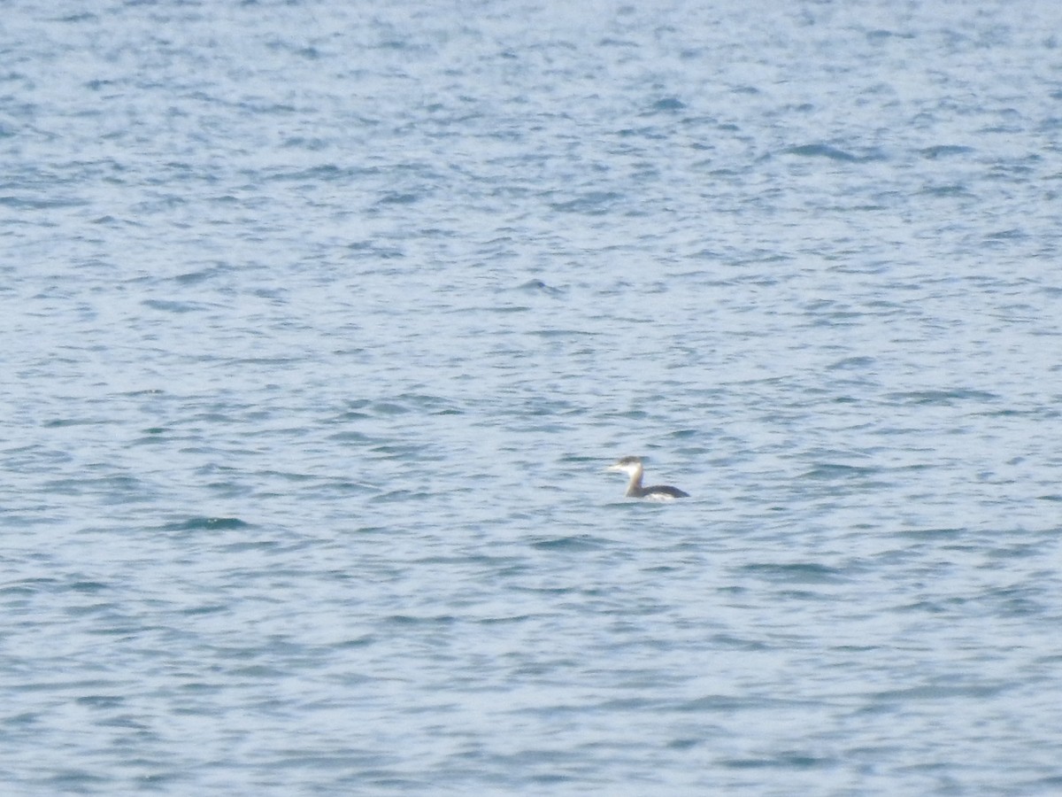 Red-necked Grebe - ML414813201