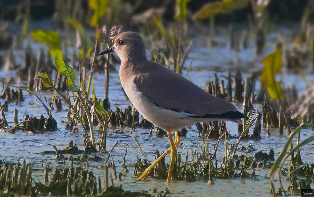 White-tailed Lapwing - ML414813241