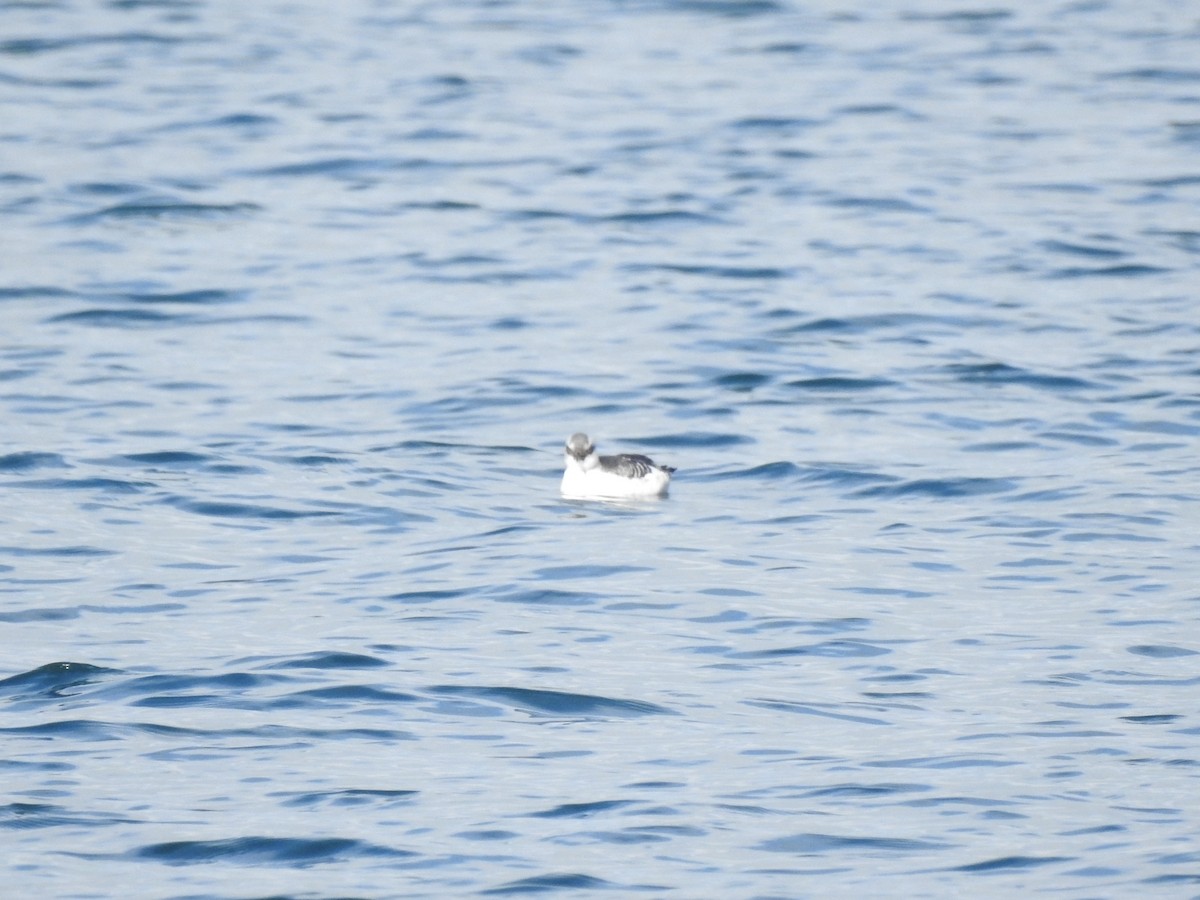 Pigeon Guillemot - ML414813261