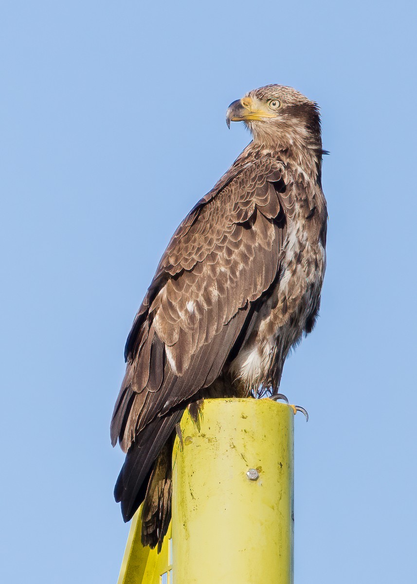 Bald Eagle - Kent R