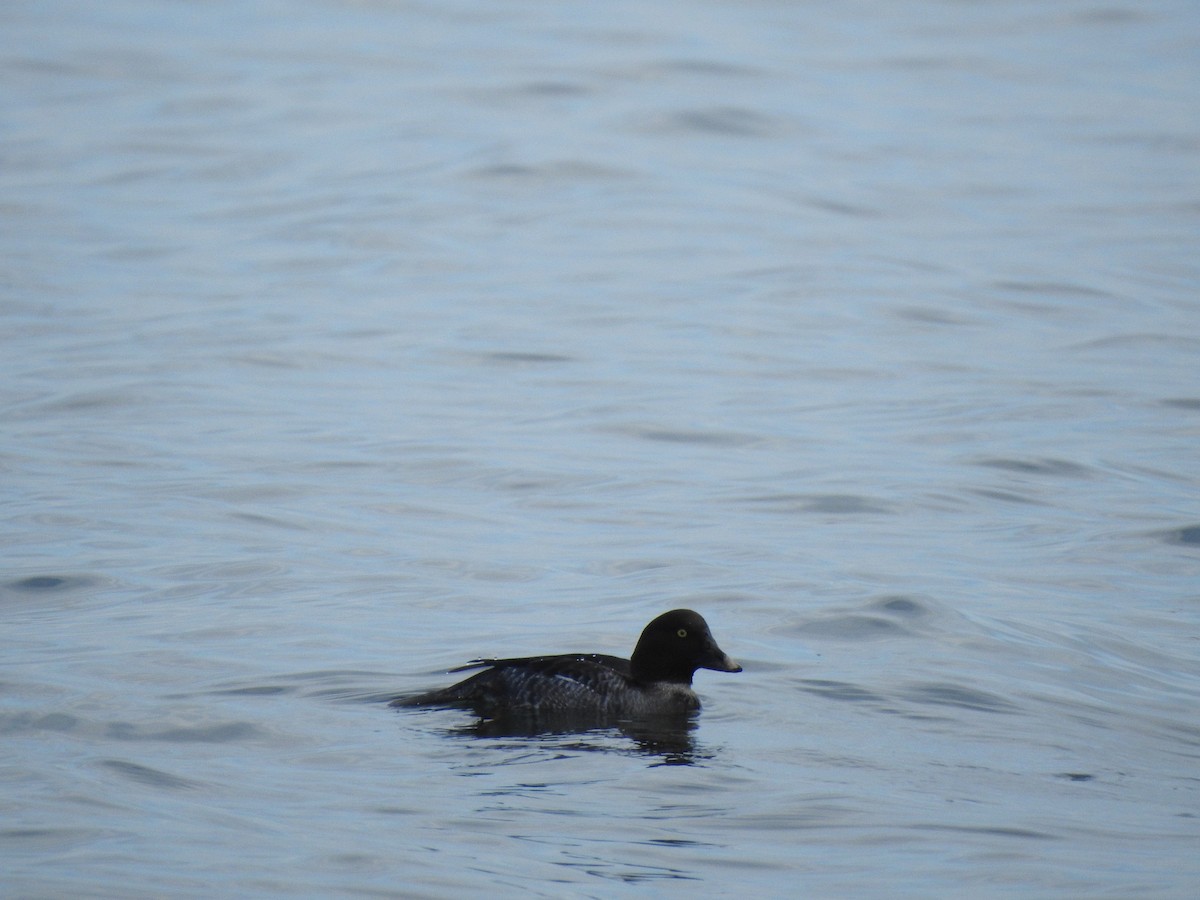 Common Goldeneye - ML414813841