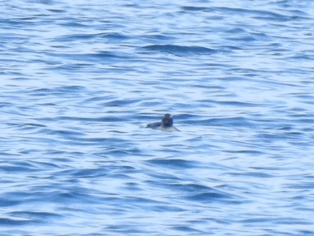 Rhinoceros Auklet - ML414813921