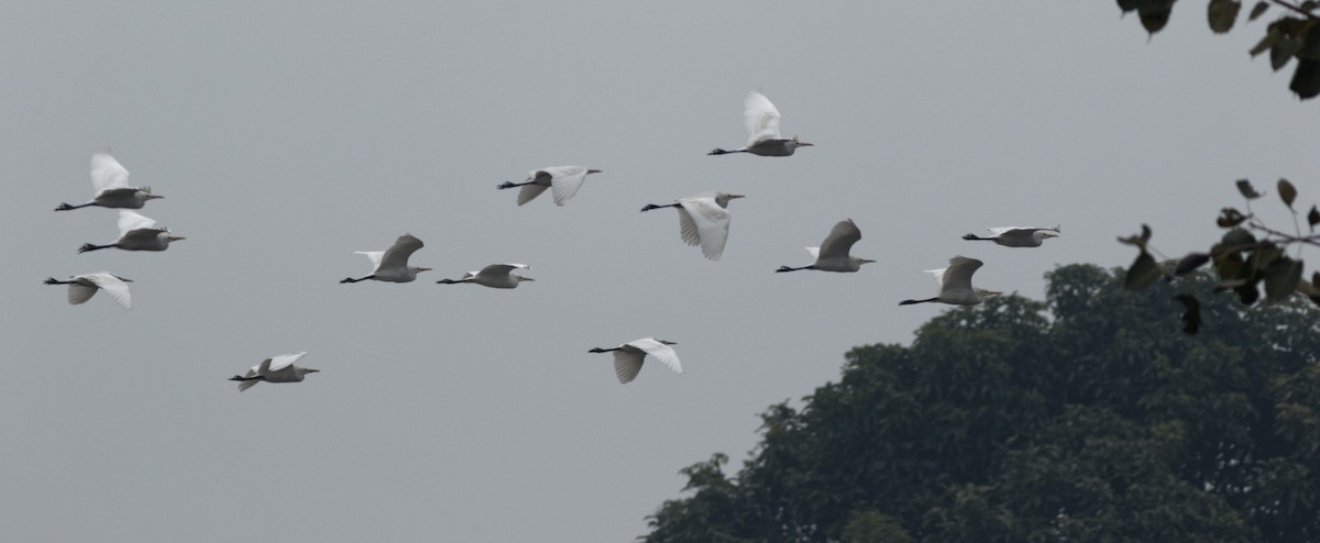 Eastern Cattle-Egret - ML414814701