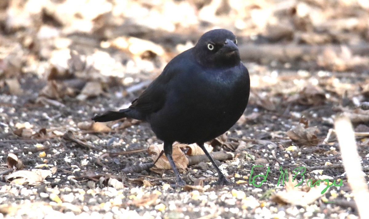 Brewer's Blackbird - ML414815391