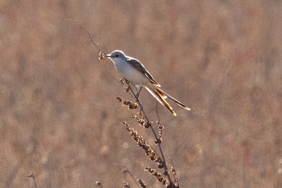 Scissor-tailed Flycatcher - ML414815611