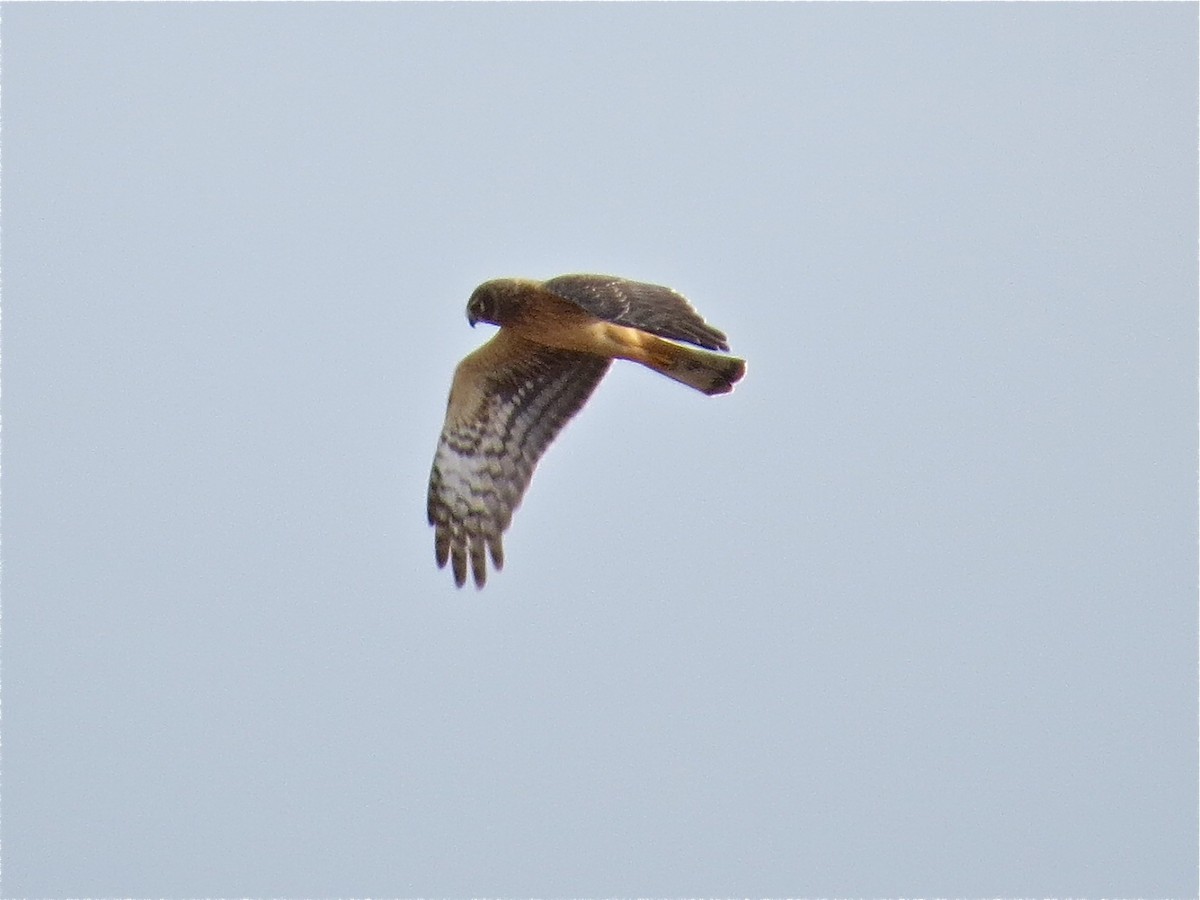 Northern Harrier - ML41481631