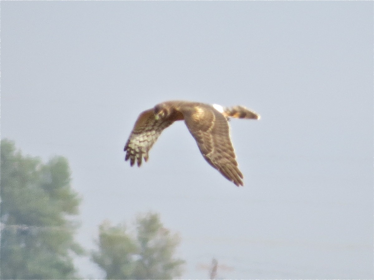 Northern Harrier - ML41481651