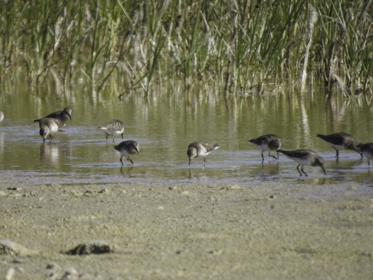 Least Sandpiper - ML414817151