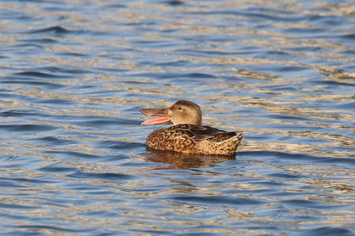 Northern Shoveler - Oscar Campbell