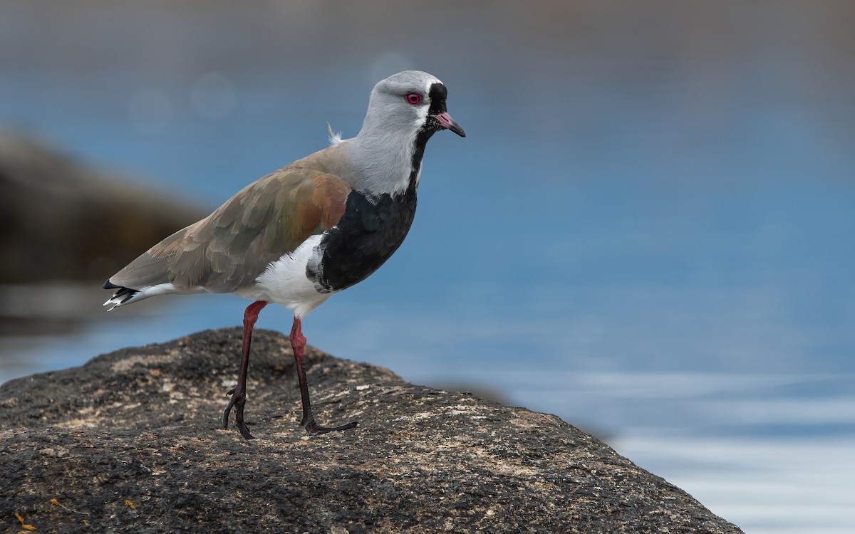 Southern Lapwing (chilensis/fretensis) - Mason Maron