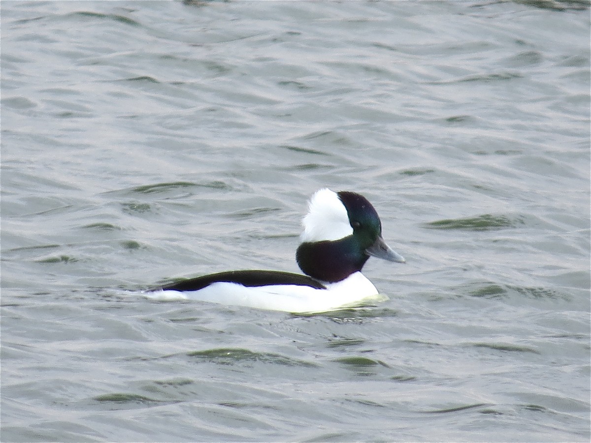 Bufflehead - ML41482131