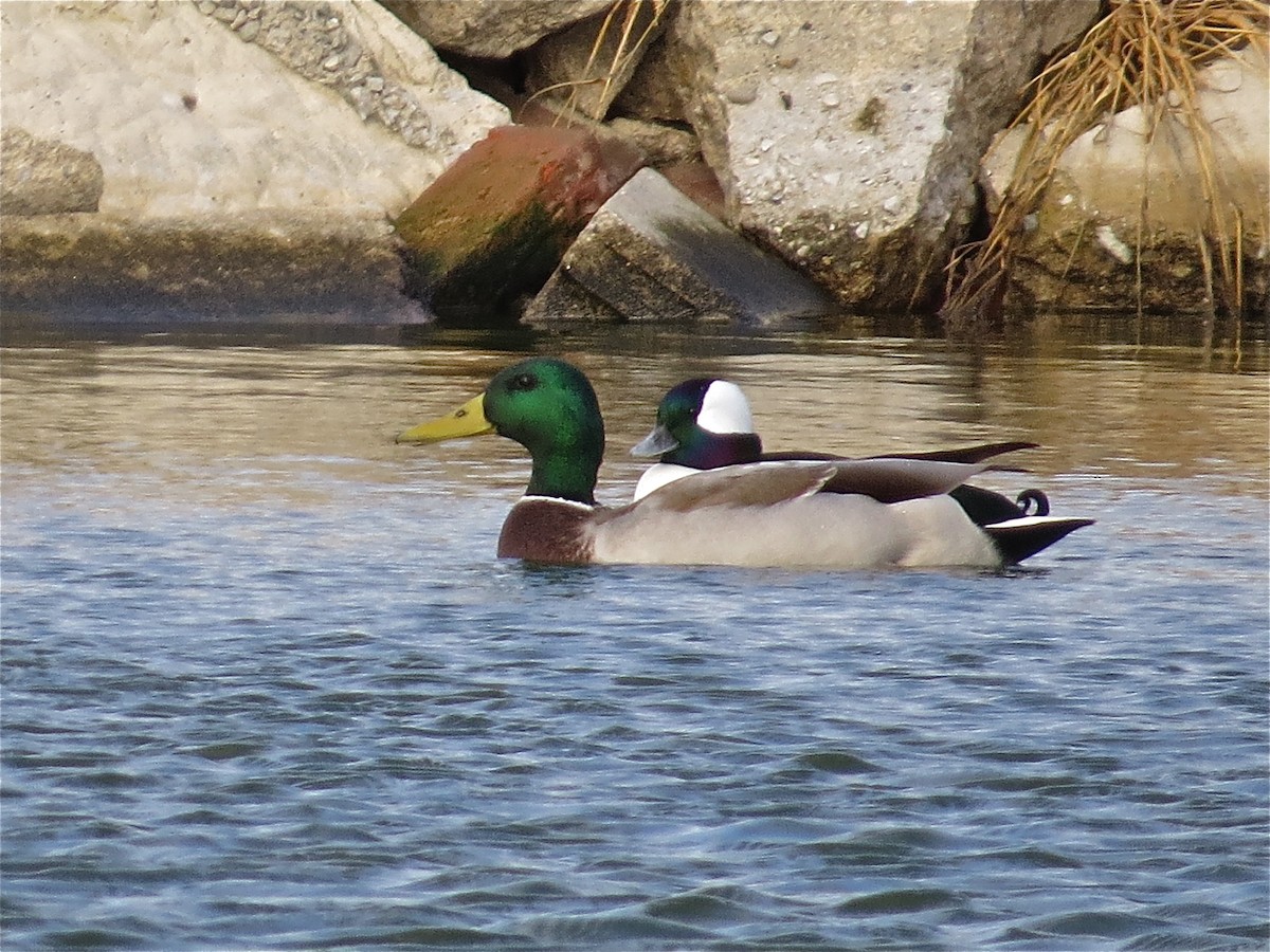 Bufflehead - ML41482141