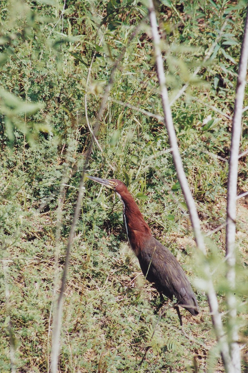 Rufescent Tiger-Heron - ML414821691