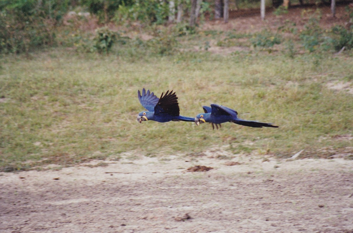 Hyacinth Macaw - ML414821711