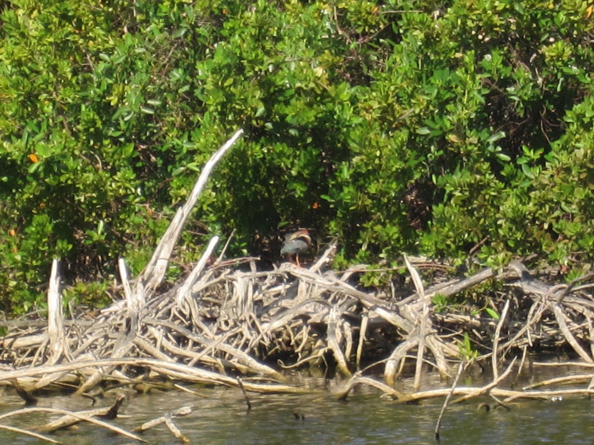 Green Heron - ML414822071