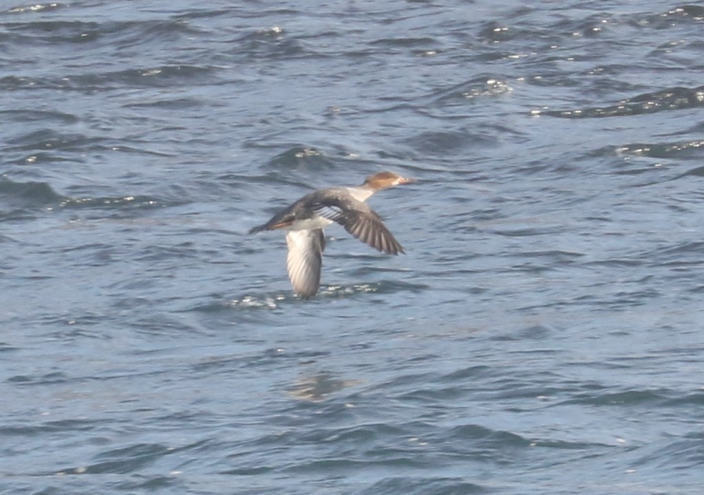 Hooded x Common Merganser (hybrid) - Bobby Brown