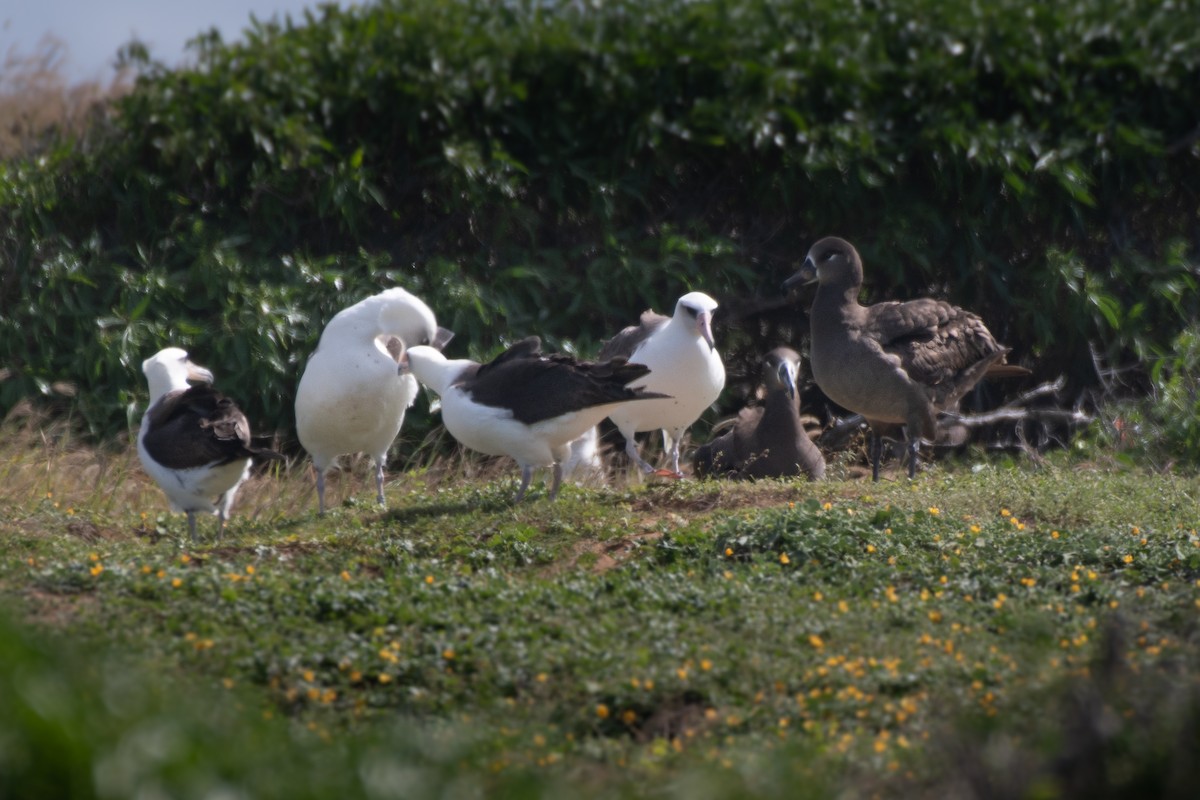 Albatros à pieds noirs - ML414824471