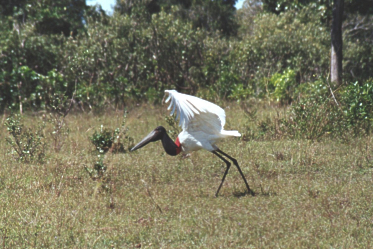 čáp jabiru - ML414825541