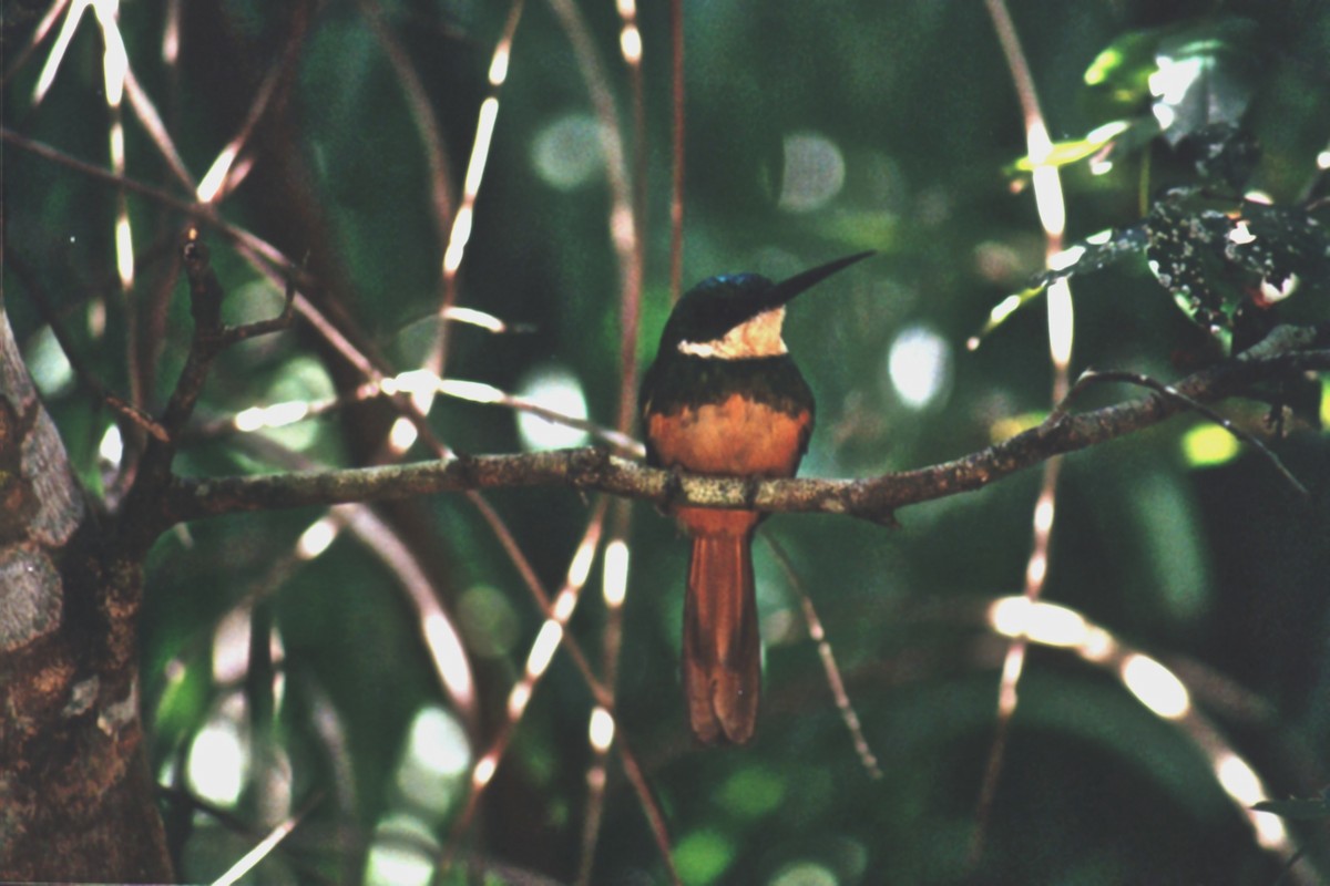 Jacamar à queue rousse - ML414825561