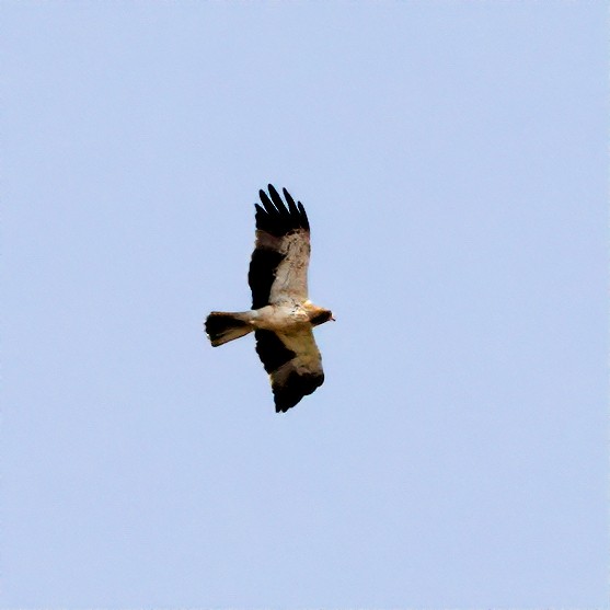 Booted Eagle - ML414825961