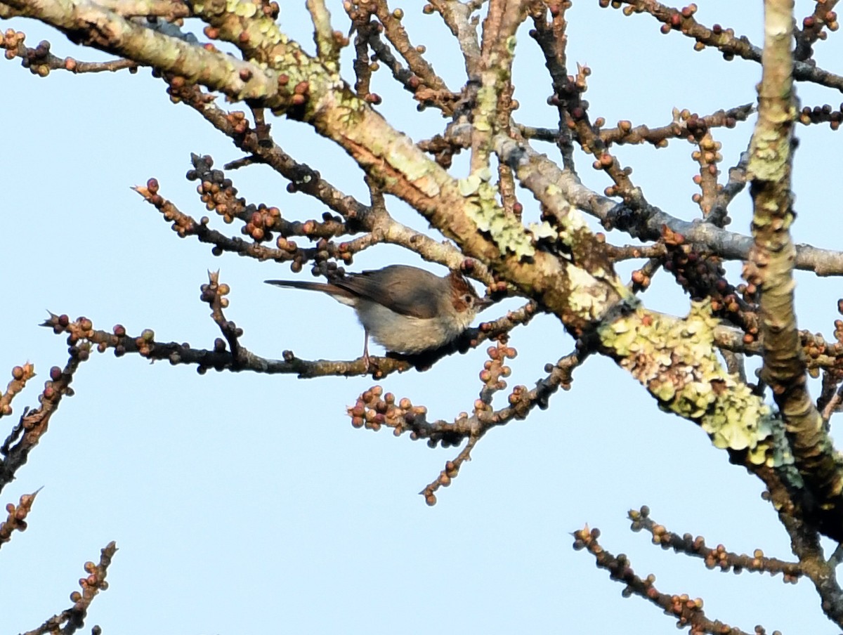 Striated Yuhina (Rufous-crowned) - ML414825991