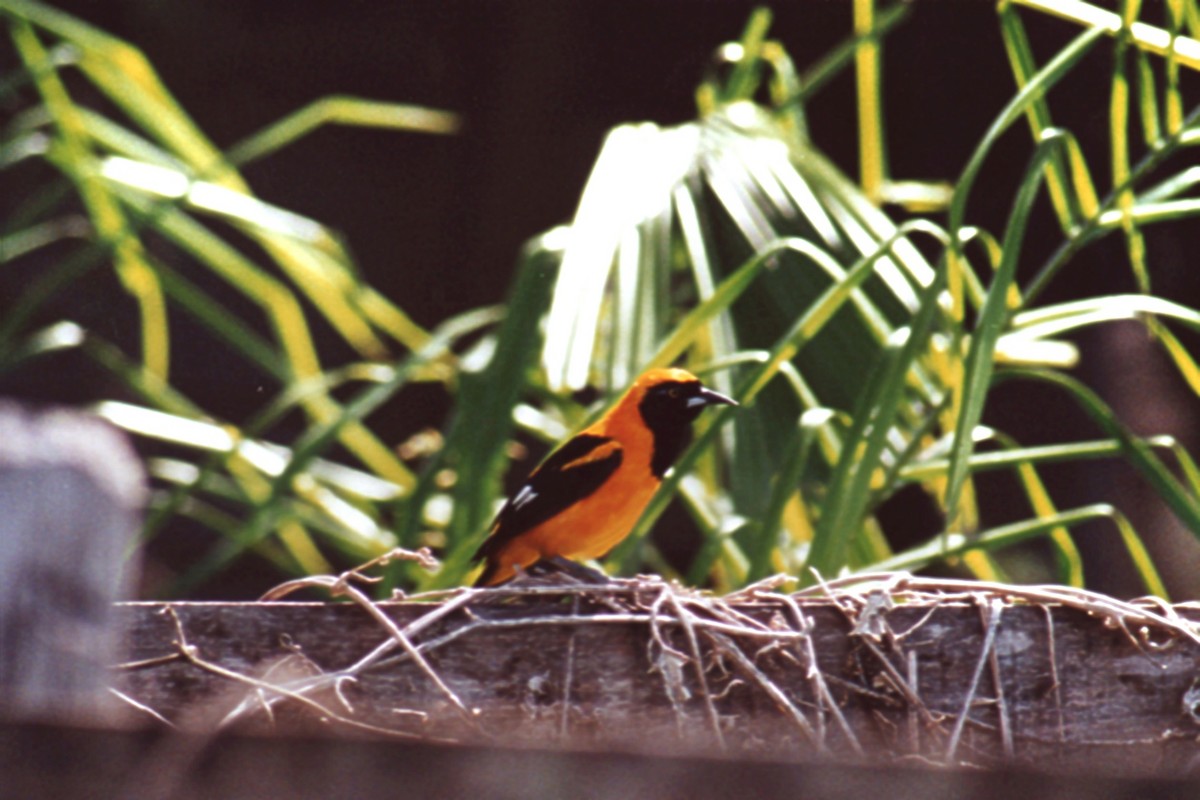 Orange-backed Troupial - ML414826331