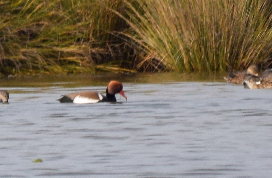 Red-crested Pochard - ML414828881