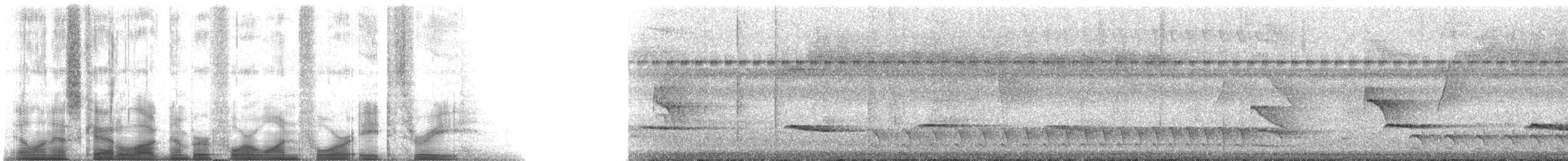 Cocoa Woodcreeper (Lawrence's) - ML41483