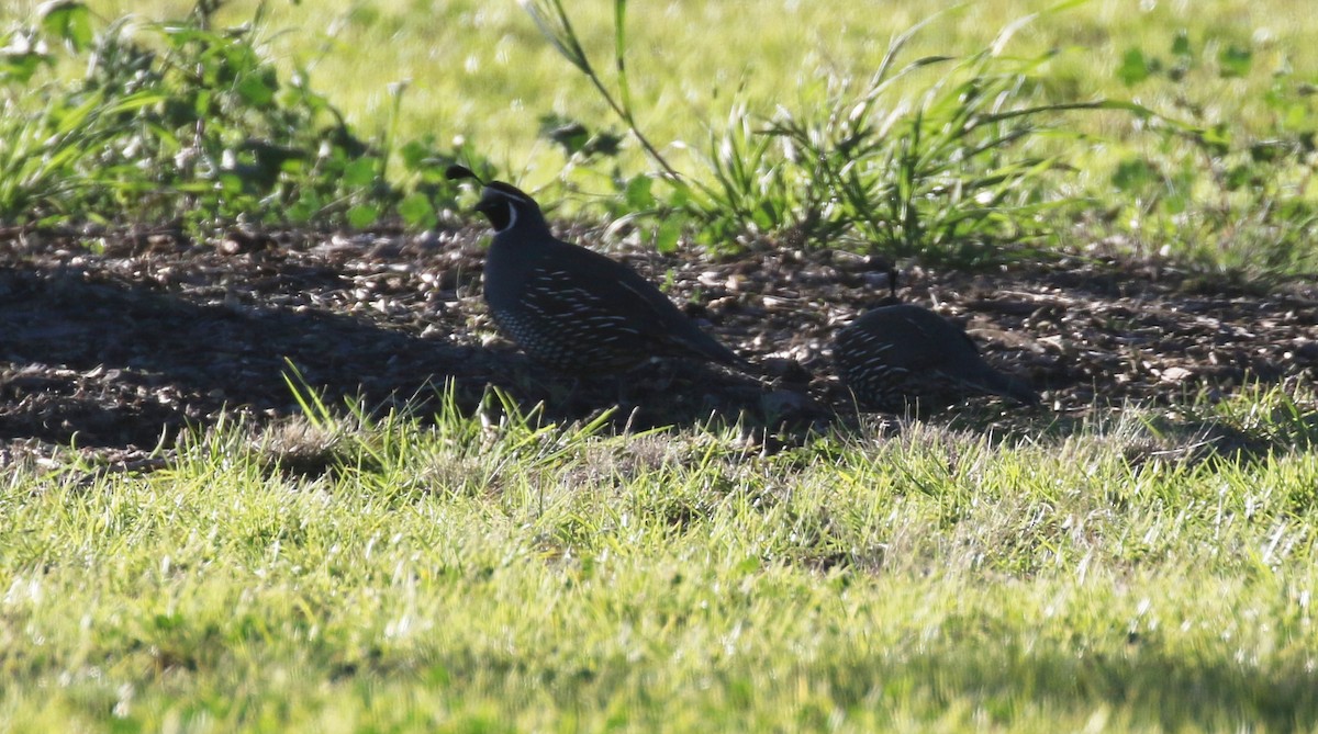 California Quail - ML414831101