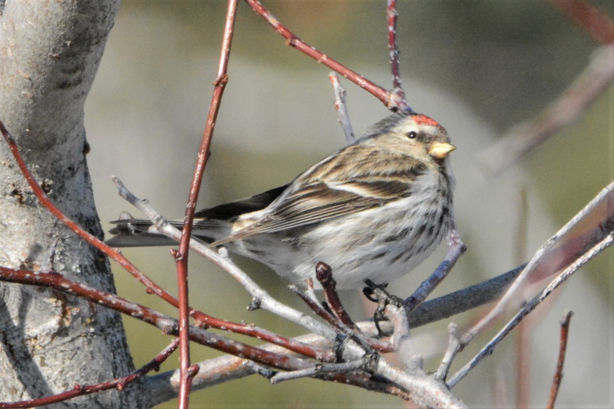 Common Redpoll - ML414833861