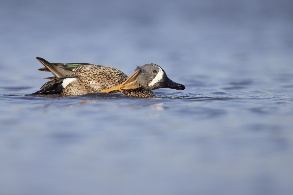 Blue-winged Teal - ML414834601