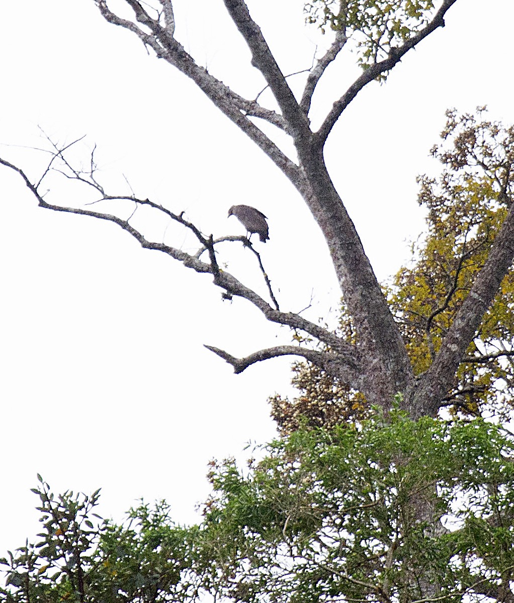 Chaco Eagle - ML414834941