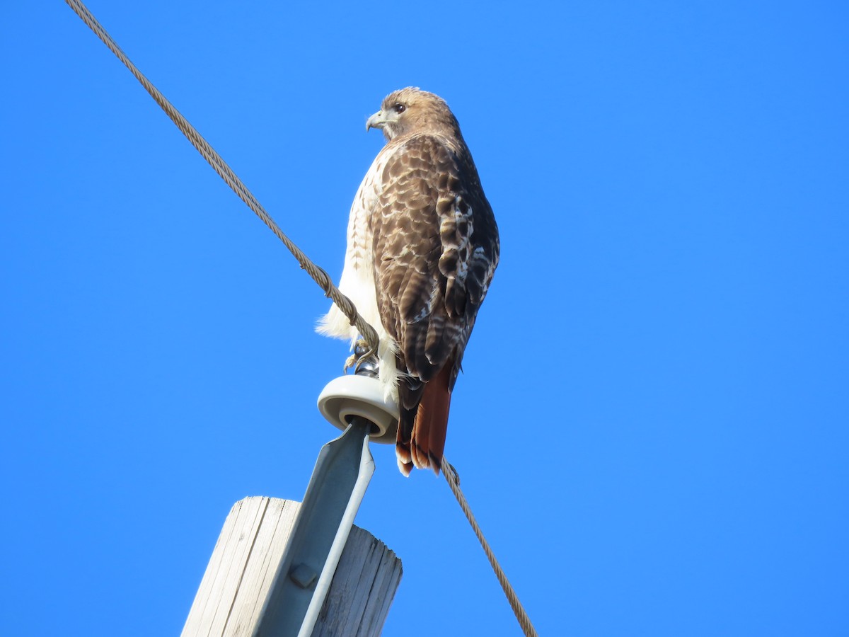 Red-tailed Hawk - ML414835181