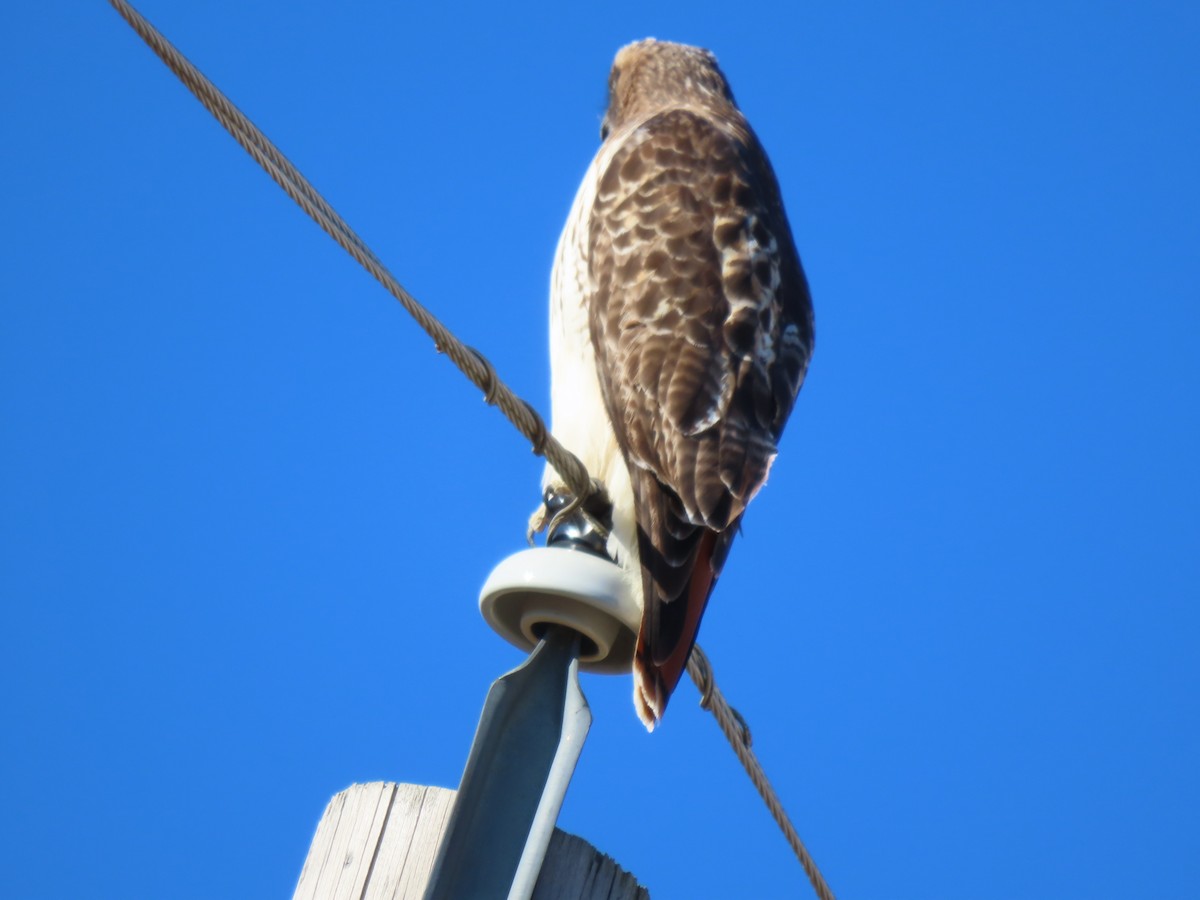 Red-tailed Hawk - ML414835311