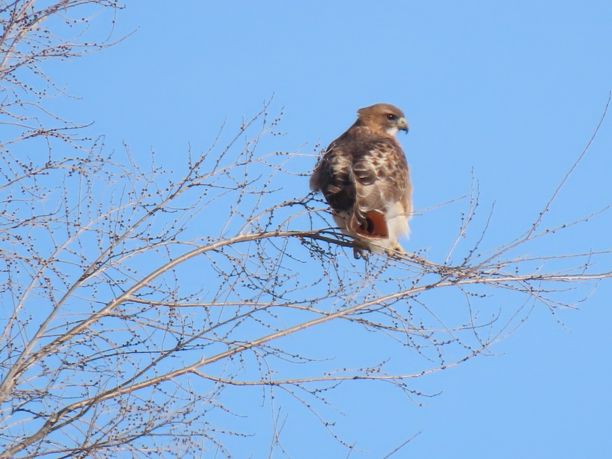 Red-tailed Hawk - ML414835361