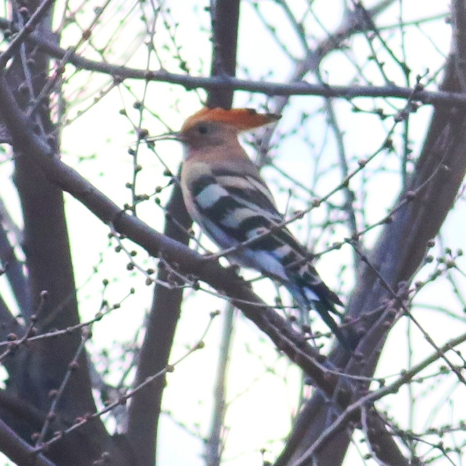 Common Hoopoe - ML414837241