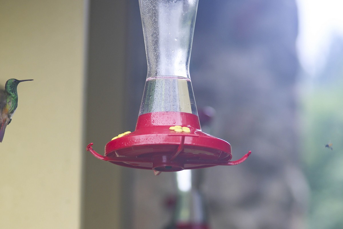 kolibřík křivozobý - ML414837361