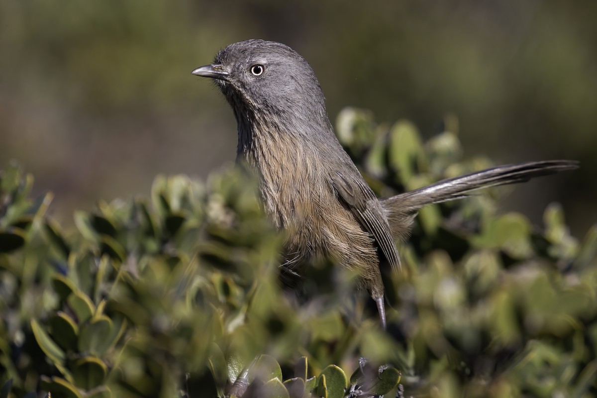 Wrentit - ML414837901