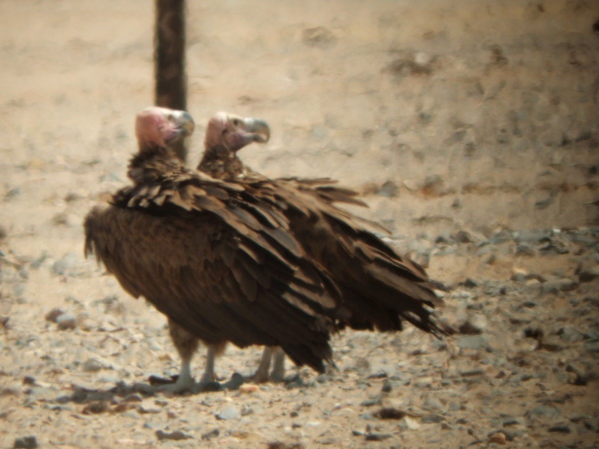 Lappet-faced Vulture - ML414840021