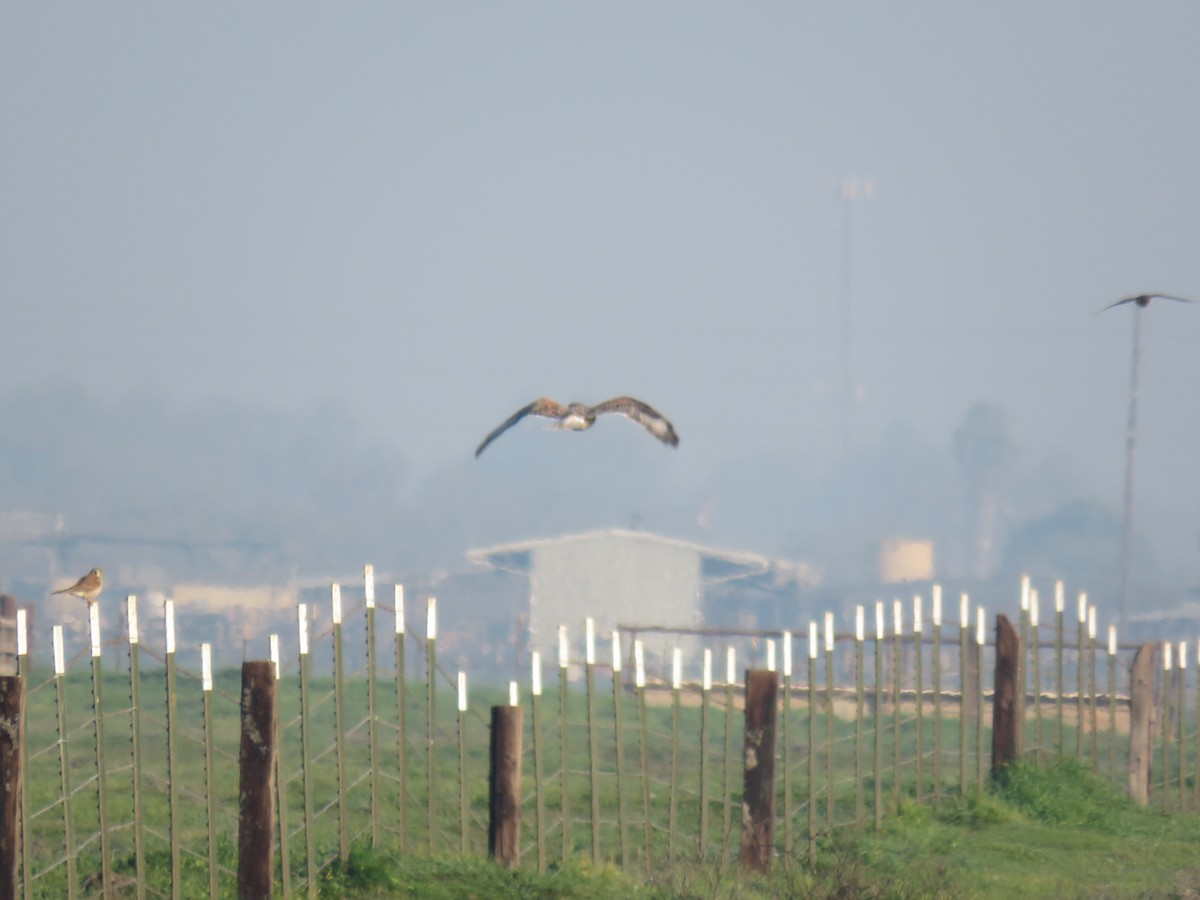 Ferruginous Hawk - ML414843031