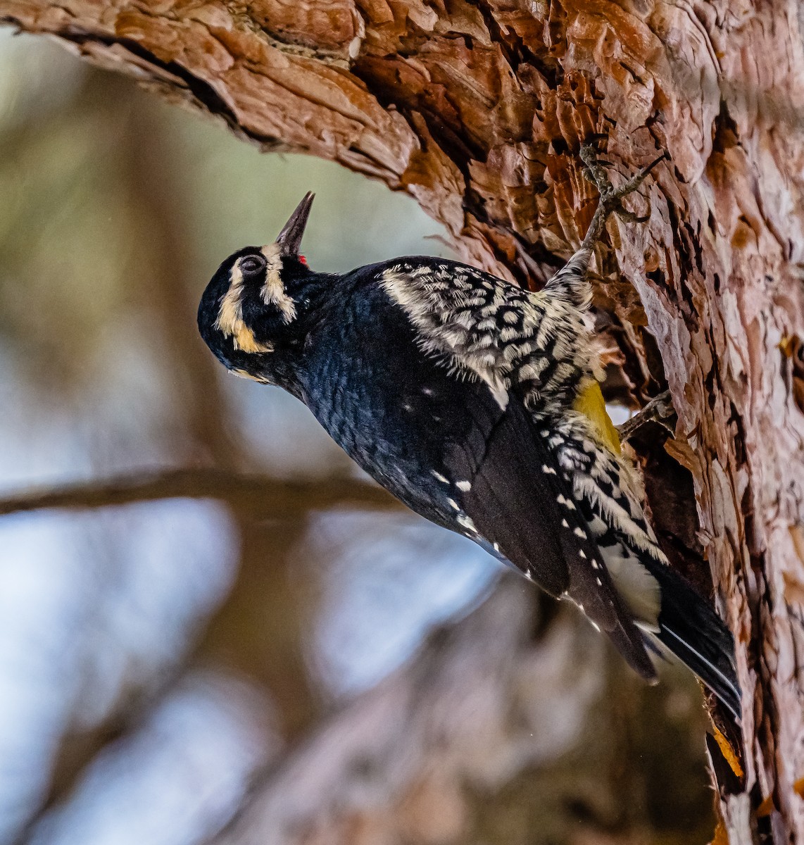 Williamson's Sapsucker - ML414845431