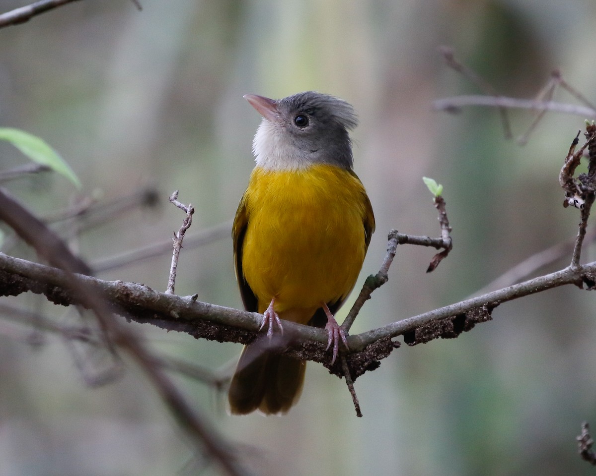 Gray-headed Tanager (Gray-headed) - ML414846131