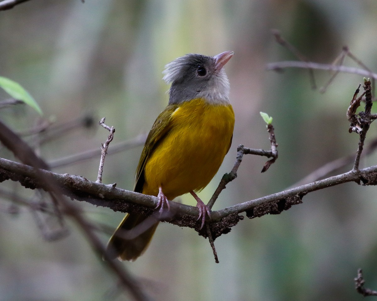 Gray-headed Tanager (Gray-headed) - ML414846151