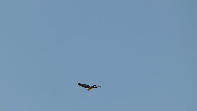 Saz Delicesi - ML414846571