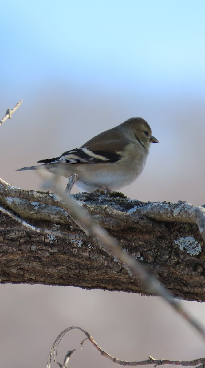 American Goldfinch - ML414847691