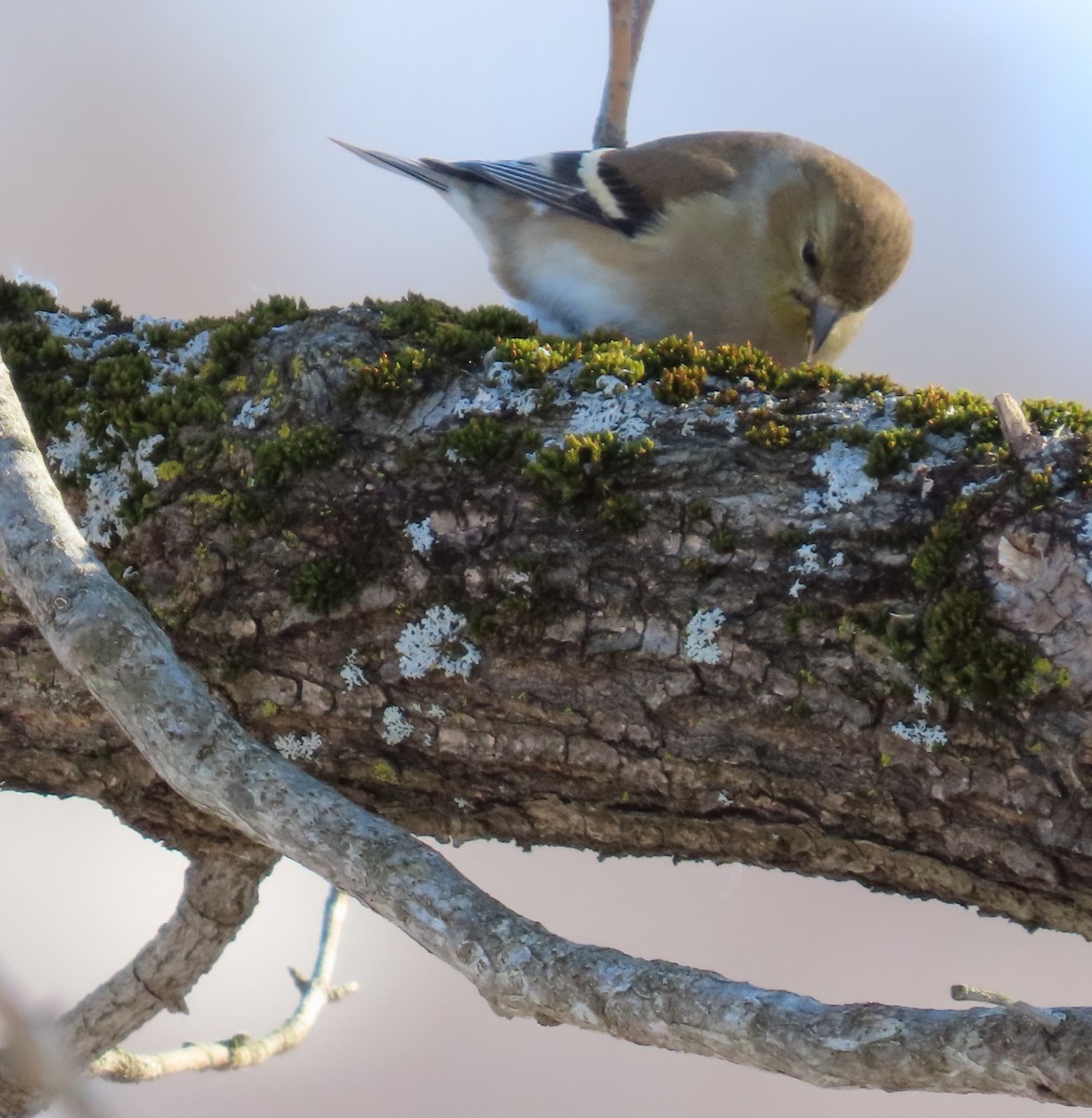 American Goldfinch - ML414847701