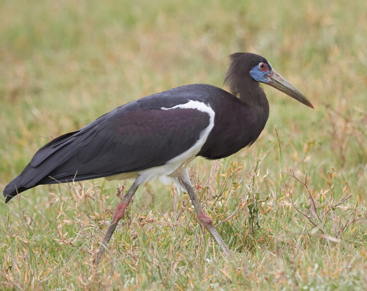 Abdim's Stork - Brooke Miller