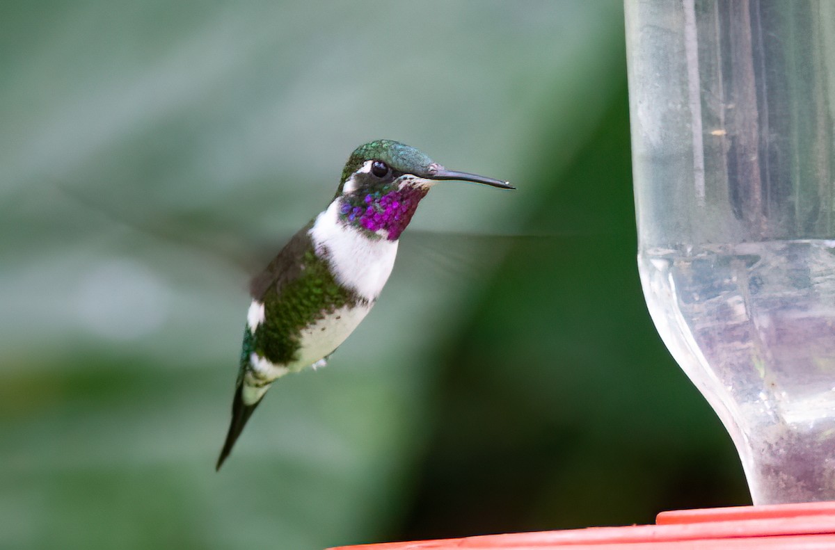 White-bellied Woodstar - Chris Jones